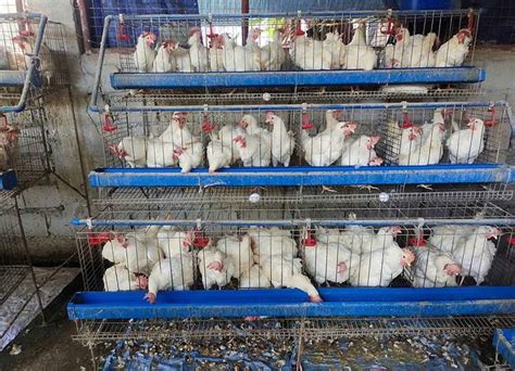 united broiler raisers association|High demand to feed growth in broiler output .